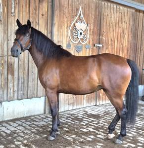 pouliche, DSA/Castillonnais de 3 ans