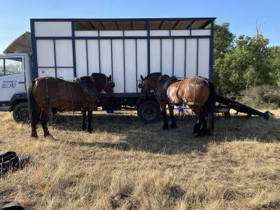 Camion b&eacute;taill&egrave;re chevaux