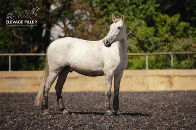 Hongre - PRE  - 6 ans - Dressage /Polyvalent - France