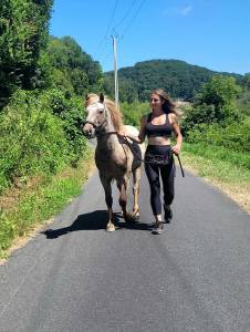 Etalon poney appaloosa reproducteur