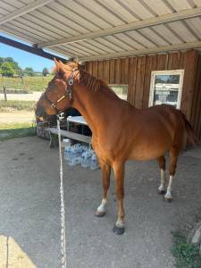 Cassanova &ndash; Hongre Welsh Part-Bred &ndash; 11 ans tr&egrave;s gentil