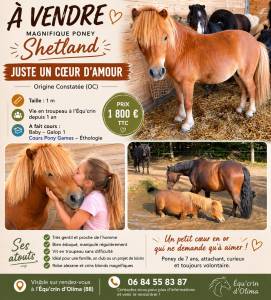 vends  shetland 1m oc nomme "JUSTE UN COEUR D AMOUR"