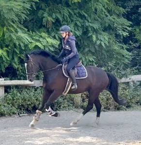 Jolie jument de 8 ans, kwpn, +-1m68