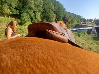 Selle Meyer 17,5