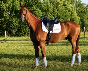 Hongre - Hanovrien - 8 ans - Dressage - France