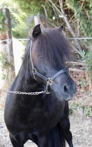Super entier shetland