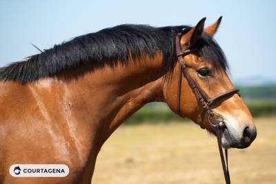 Haflinger crois&eacute; connemara 1m58