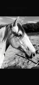 &Agrave; VENDRE &ndash; RAMS&Egrave;S ? Lusitanien &bull; 7 ans &bull; 1,61 m
