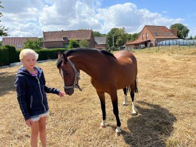 Poulini&egrave;re Welsh pony n&eacute;e en 2012