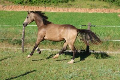 Jument - PFS - 2 ans - Dressage - France
