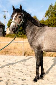 Jument Connemara de 3ans