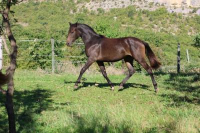 Jument - Selle Français - 18 mois - Dressage - France