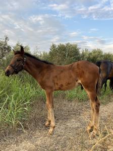 Poulain PFS