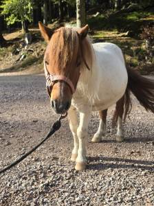 Shetland hongre 