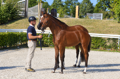 Poulain - Selle Fran&ccedil;ais - 2026 - Dressage - France