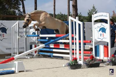 Hongre - Fjord - 3 ans - CSO- CCE- Dressage - France 