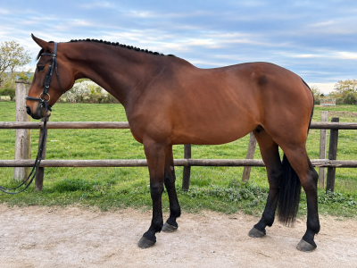 Hongre-Selle Français-9 ans-CSO-CCE-Dressage-France