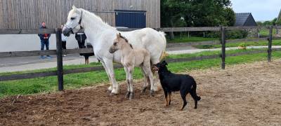 Poney HIGHLAND