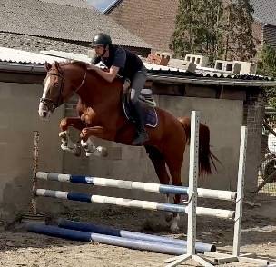 Hongre de 7 ans, +- 1m66, bwp, par Nixon vh Meulenhof