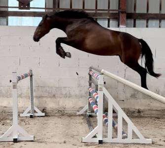SF 3 ans hongre 1m65 top amateur 