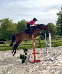 SF 3 ans hongre 1m65 top amateur 