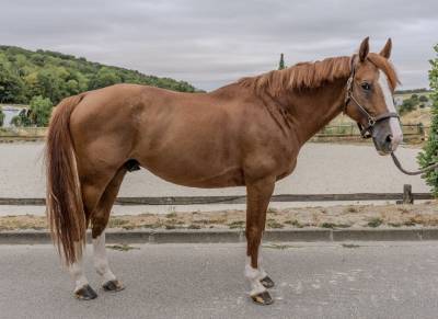 Selle Fran&ccedil;ais &ndash; 10 ans &ndash; Cheval de sport CSO