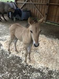 Poulain Konik Welsh Part Bred