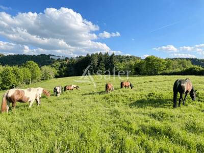 Propri&eacute;t&eacute; &eacute;questre 20ha proche Castres