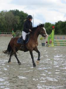 Welsh cob - ponette