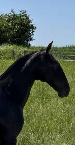 Pouliche &mdash; lusitano 