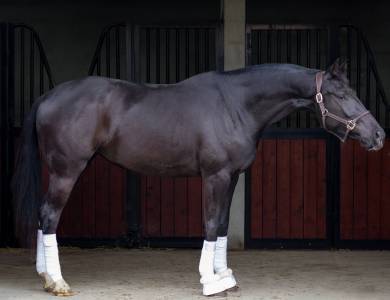 JUMENT DE DRESSAGE (CCE) &ndash; 4 ANS &ndash; JAYSON x GRIBALDI 