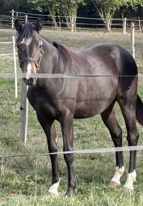 Pouliche 2025 par Very Star Kerveyer 