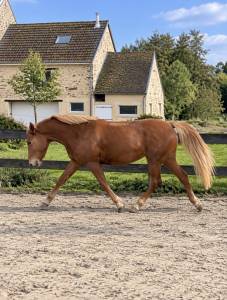 Jument New Forest de Croisement - 4 ans