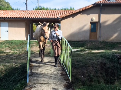 Ebra, jeune PRE d&eacute;j&agrave; sereine en ext&eacute;rieur