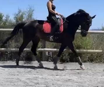 Jument - SBS - 8 ans - Dressage / CSO / CCE - France