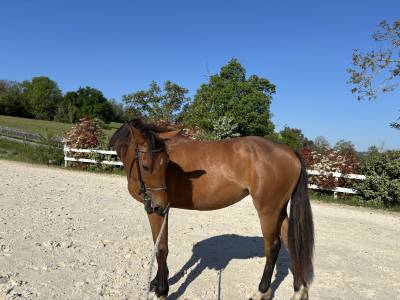 USHAIA VICTOIRE Z - Jument Zangersheide de 3 ans 