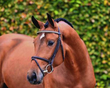 Comme le p&egrave;re - bai - 1M68 - Rheinland