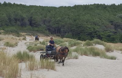 D&eacute;couvrez la baie de somme &agrave; cheval ou en attelage