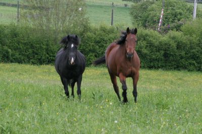Maison de retraite et de convalescence pour &eacute;quid&eacute;s