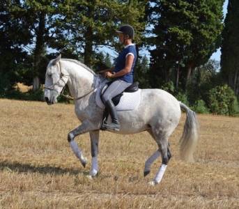 Une équitation partagée avec nos chevaux