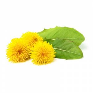 Pissenlit 1kg - Horse Remedy
