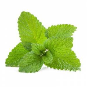 Mélisse 1kg - Horse Remedy
