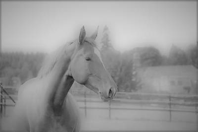 &Eacute;curie de l'&eacute;pinette - Pension chevaux (76)