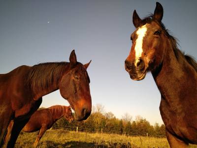 Ecurie de propri&eacute;taires- &eacute;curie active avec &eacute;quipistes