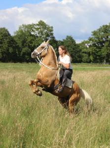 Pension travail, d&eacute;bourrage, &eacute;ducation du cheval