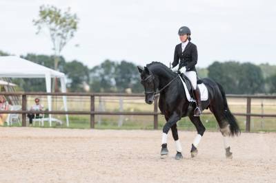 Superbe entier arabo-frison plein papier pour saillie