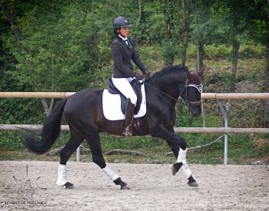 Hir&eacute;o de Merlande, PRE PP Apto, Noir pearl 