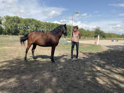 Ponette demi curly hypoallerg&eacute;nique - Toscane