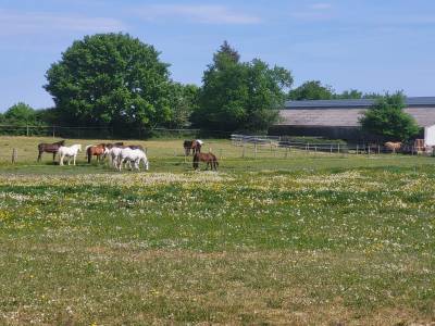 PENSION CHEVAUX PONEYS 