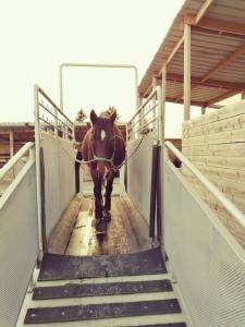 Tapis roulant pour chevaux 